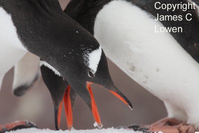 *NEW* Gentoo Penguins displaying