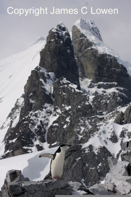 *NEW* Chinstrap Penguin