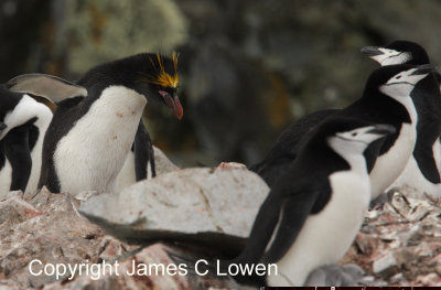 *NEW* Macaroni Penguin