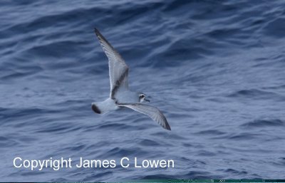 Antarctic Prion