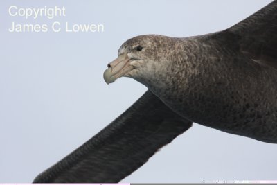 Southern Giant Petrel