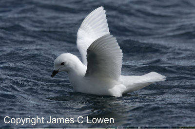 Snow Petrel