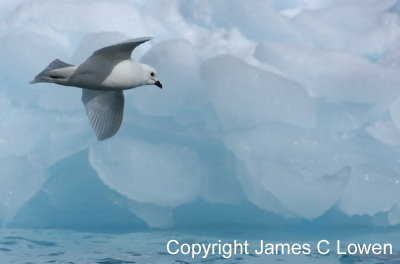 Snow Petrel