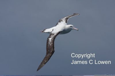 Wandering Albatross