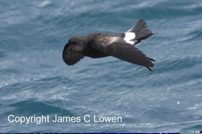 Wilson's Storm-petrel