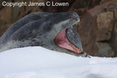 Leopard Seal