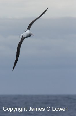 Royal Albatross sp.