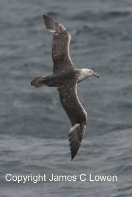 Southern Giant Petrel