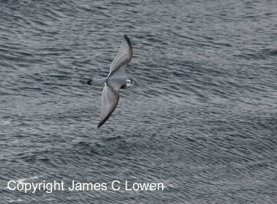 Slender-billed Prion