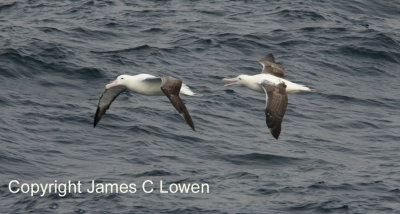 Southern Royal Albatrosses