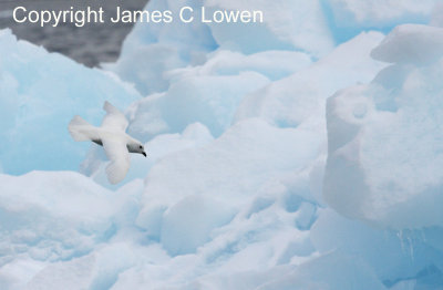 Snow Petrel