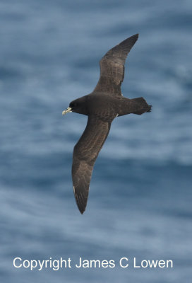 White-chinned Petrel