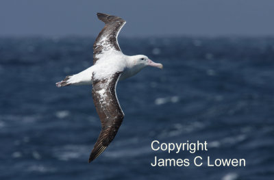 Wandering Albatross