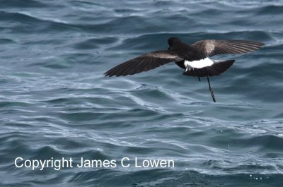 Wilson's Storm-petrel