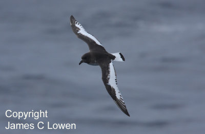 Antarctic Petrel