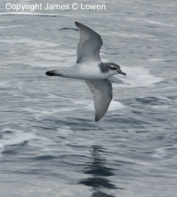 Antarctic Prion