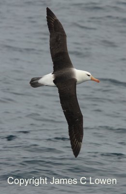 Black-browed Albatross