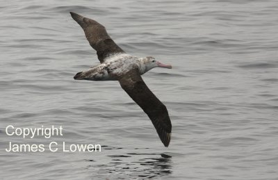 Wandering Albatross imm