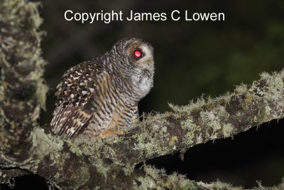 Rufous-legged Owl