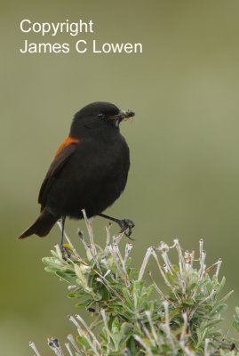 Austral Negrito