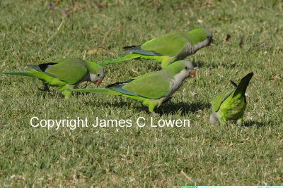 Monk Parakeets