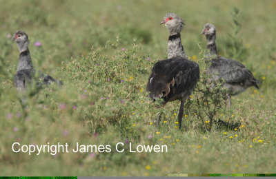 *NEW* Southern Screamer family