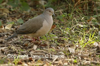 White-tipped Dove