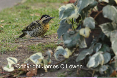 Green-barred Woodpecker