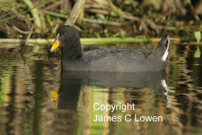 Red-fronted Coot
