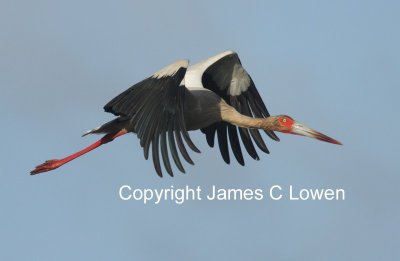 *NEW* Maguari Stork