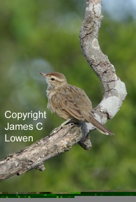 Firewood-gatherer