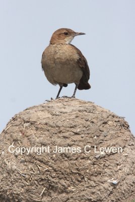 Rufous Hornero