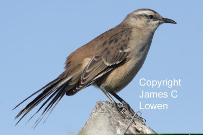 Chalk-browed Mockingbird