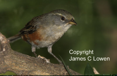 Grey-throated Warbling-finch