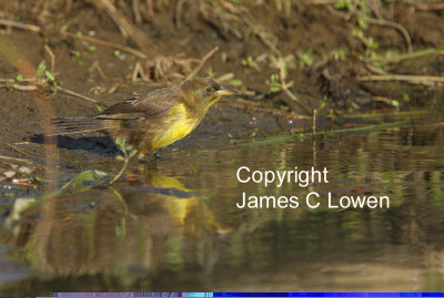 Brown-and-yellow Marshbird