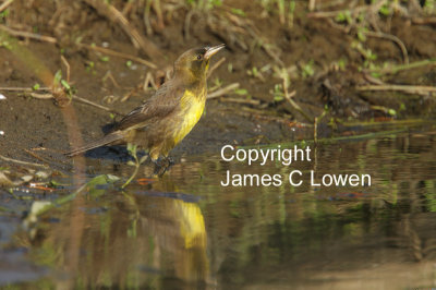 Brown-and-yellow Marshbird