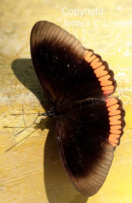 Crimson-banded Black