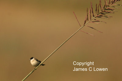 Capped Seedeater