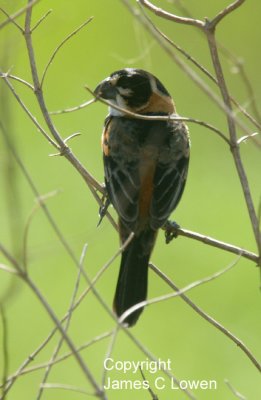 Rusty-collared Seedeater