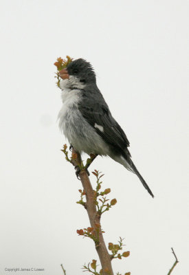 White-bellied Seedeater