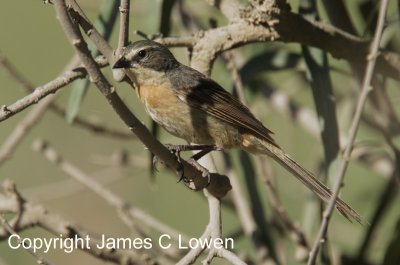 Long-tailed Reed-finch