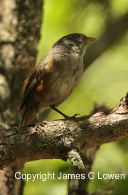 Grey-throated Warbling-finch