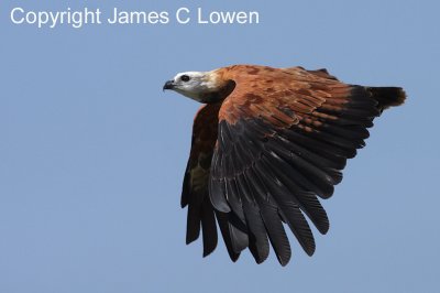 Black-collared Hawk