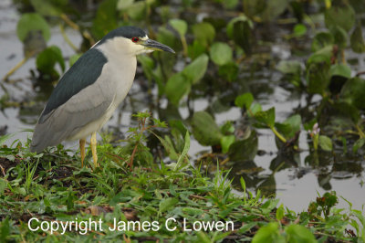 Black-crowned Night-heron