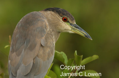 Black-crowned Night-heron