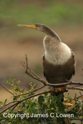 Anhinga
