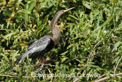 Anhinga