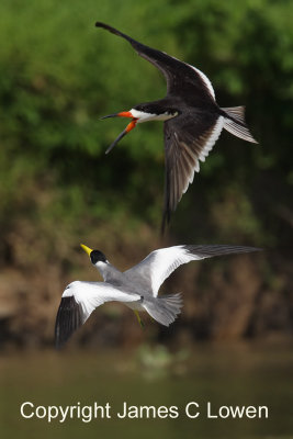 Large-billed Tern & Black Skimmer