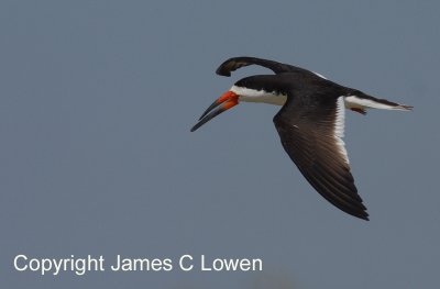 Black Skimmer