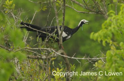 Blue-throated Piping-guan